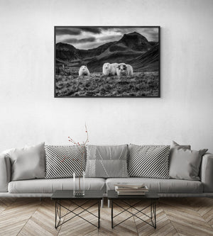 Sheep Family