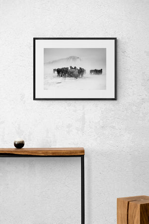 herd of horses feeding on hey in a snow storm paper print with black frame