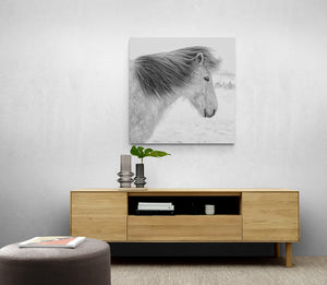 Canvas print Grey Icelandic Horse waiting in winter storm